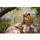 Vlies Fotótapéta - Lion lying on a rock - 375x250 cm