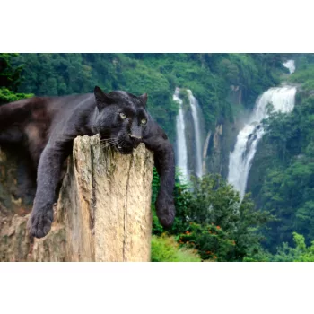 Vlies Fotótapéta - Black leopard on the tree - 375x250 cm