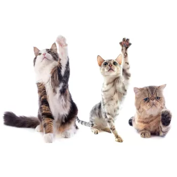 Vlies Fotótapéta - Playing purebred cats - 375x250 cm