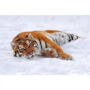 Vlies Fotótapéta - Siberian tiger - 375x250 cm