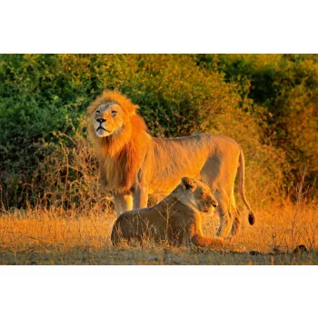Vlies Fotótapéta - Couple of lions - 375x250 cm