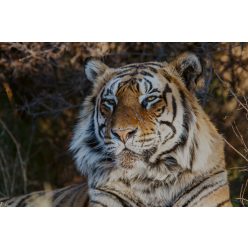 Vlies Fotótapéta - Tiger male portrait - 375x250 cm