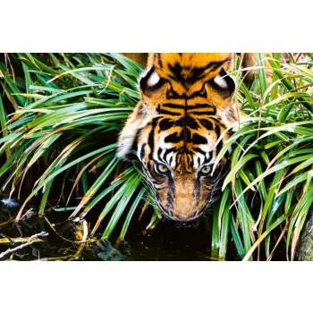   Vlies Fotótapéta - Bengal Tiger drinking water - 375x250 cm
