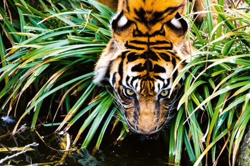Vlies Fotótapéta - Bengal Tiger drinking water - 375x250 cm