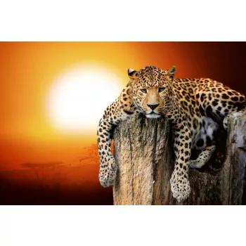   Vlies Fotótapéta - Leopard sitting on tree with sunset - 375x250 cm