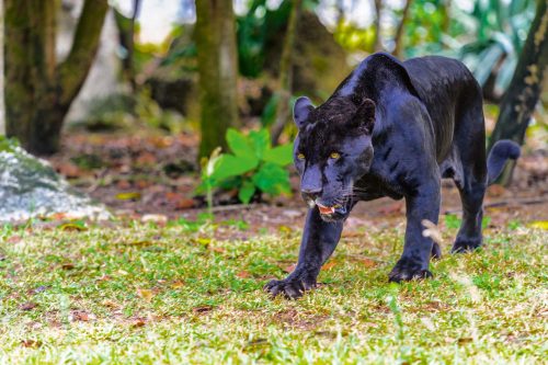 Vlies Fotótapéta - Black panther walks - 375x250 cm
