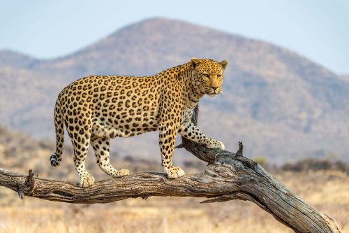 Vlies Fotótapéta - A Leopard in Dusternbrook - 375x250 cm