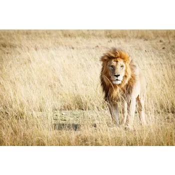 Vlies Fotótapéta - Beautiful lion standing - 375x250 cm