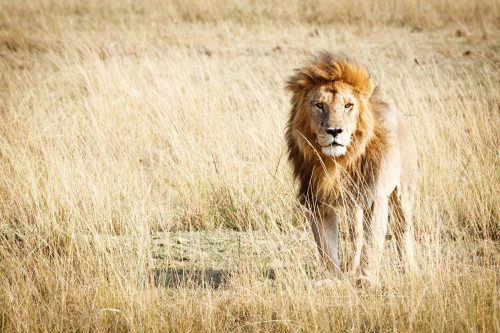 Vlies Fotótapéta - Beautiful lion standing - 375x250 cm