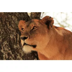 Vlies Fotótapéta - Portrait of a Lioness - 375x250 cm
