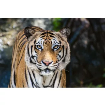 Vlies Fotótapéta - The big Bengal tiger - 375x250 cm