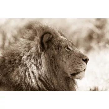 Vlies Fotótapéta - Lion king stare head  - 375x250 cm