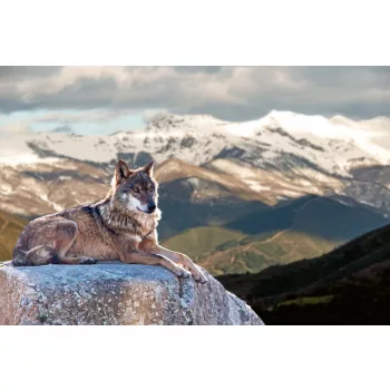 Vlies Fotótapéta - Iberian wolf - 375x250 cm