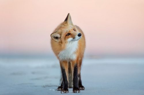FOX TURNS ITS HEAD fotótapéta, poszter, vlies alapanyag, 375x250 cm