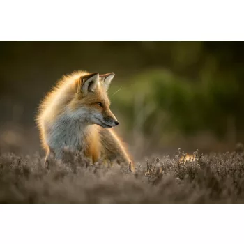 Vlies Fotótapéta - Red fox posing in the sun - 375x250 cm