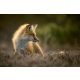 Vlies Fotótapéta - Red fox posing in the sun - 375x250 cm