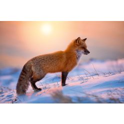 Vlies Fotótapéta - Red Fox At Sunrise - 375x250 cm