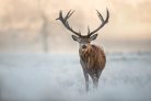 RED DEER STAG fotótapéta, poszter, vlies alapanyag, 375x250 cm