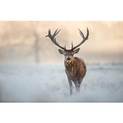   RED DEER STAG fotótapéta, poszter, vlies alapanyag, 375x250 cm