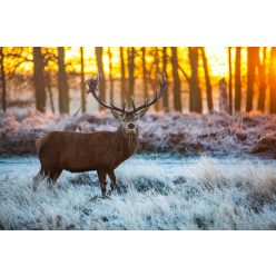 Vlies Fotótapéta - Red Deer in Morning Sun - 375x250 cm