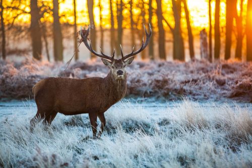 Vlies Fotótapéta - Red Deer in Morning Sun - 375x250 cm