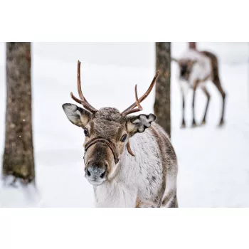Vlies Fotótapéta - Reindeer in winter - 375x250 cm