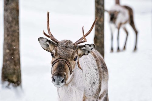Vlies Fotótapéta - Reindeer in winter - 375x250 cm