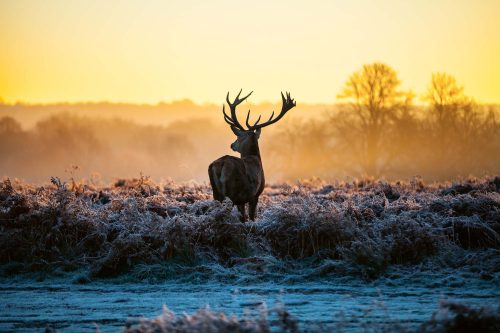 Vlies Fotótapéta - Red Deer - 375x250 cm