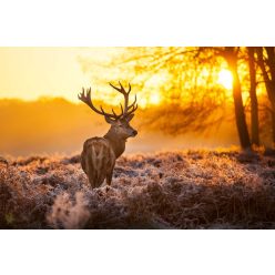 Vlies Fotótapéta - Red Deer in sunset - 375x250 cm