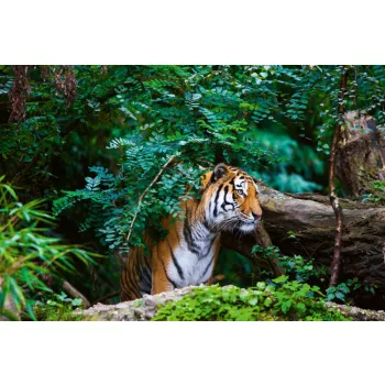 Vlies Fotótapéta - Tiger - 375x250 cm
