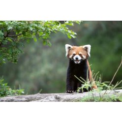 Vlies Fotótapéta - Lesser panda in zoo - 375x250 cm