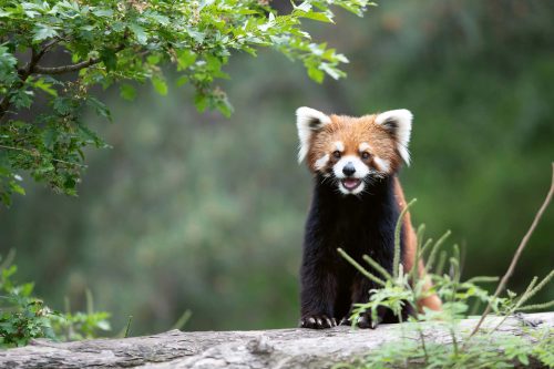 Vlies Fotótapéta - Lesser panda in zoo - 375x250 cm