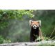 Vlies Fotótapéta - Lesser panda in zoo - 375x250 cm