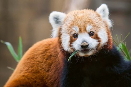 Vlies Fotótapéta - A feeding red panda - 375x250 cm