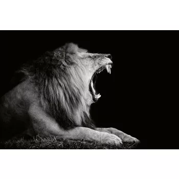 Vlies Fotótapéta - Lion on dark - 375x250 cm