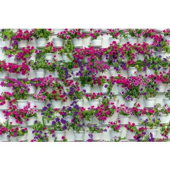Vlies Fotótapéta - Flowers in pot Plants - 375x250 cm