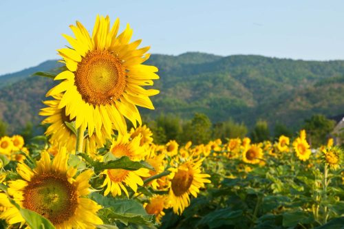 Vlies Fotótapéta - Blooming sunflowers - 375x250 cm