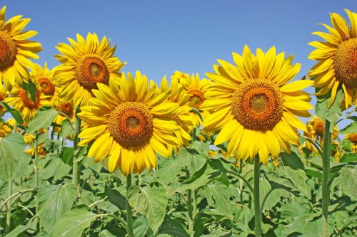 Vlies Fotótapéta - Sunflower field - 375x250 cm