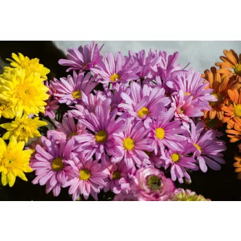 Vlies Fotótapéta - Blooming spring flowers - 375x250 cm