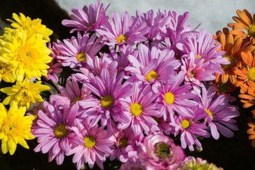 Vlies Fotótapéta - Blooming spring flowers - 375x250 cm