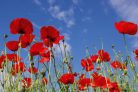 Vlies Fotótapéta - Red poppies - 375x250 cm