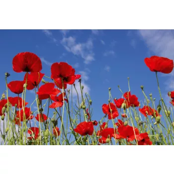 Vlies Fotótapéta - Red poppies - 375x250 cm