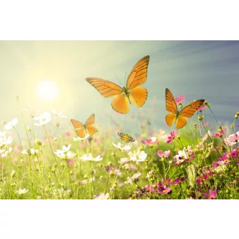 Vlies Fotótapéta - Butterfly field - 375x250 cm