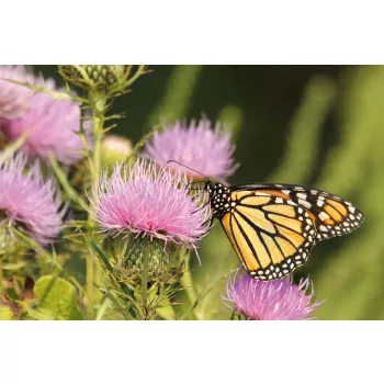 Vlies Fotótapéta - Monarch butterfly - 375x250 cm