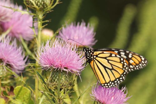 Vlies Fotótapéta - Monarch butterfly - 375x250 cm