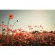 RETRO FLOWERS fotótapéta, poszter, vlies alapanyag, 375x250 cm