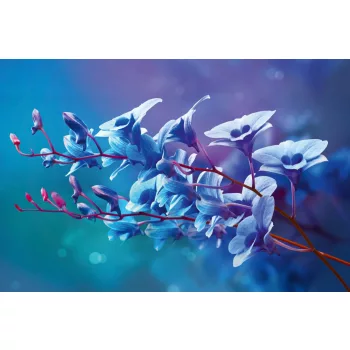 Vlies Fotótapéta - Blue orchids - 375x250 cm