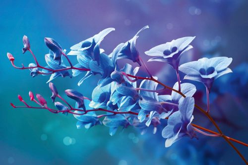 Vlies Fotótapéta - Blue orchids - 375x250 cm