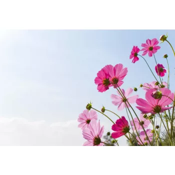 Vlies Fotótapéta - Blossom pink flower - 375x250 cm