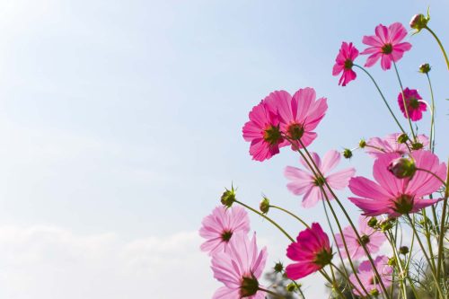 Vlies Fotótapéta - Blossom pink flower - 375x250 cm